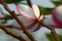 Plumeria rubra